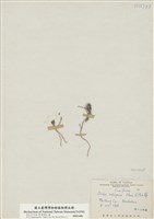 藏品(臺灣山薺)的圖片